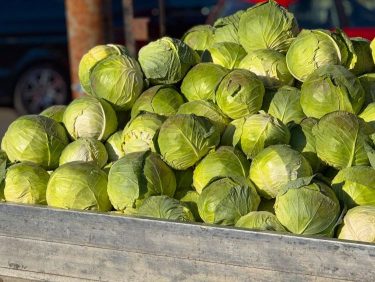 Káposztatúlkínálat Európa piacain