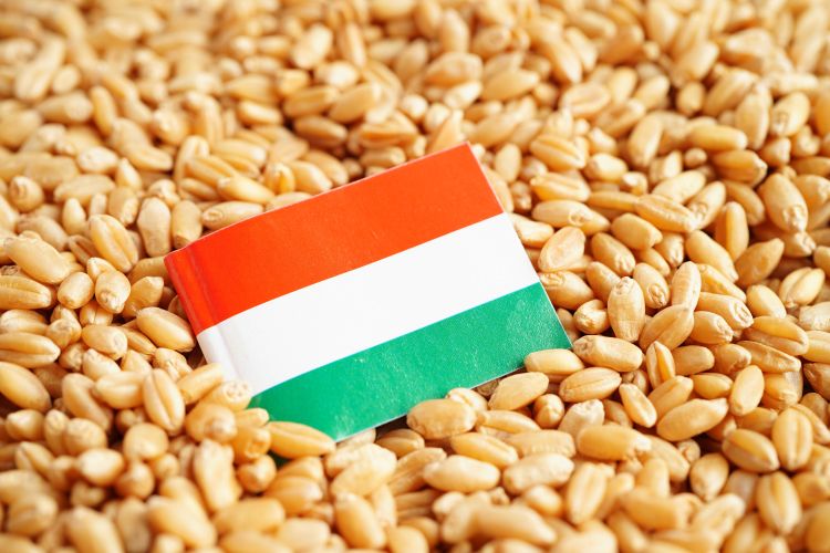 Magyar eredet a gabonában