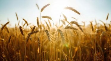 Érésben a brit búza