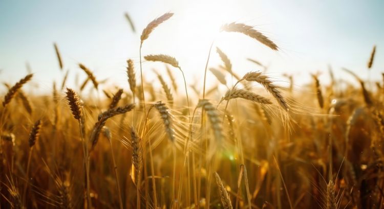 Érésben a brit búza