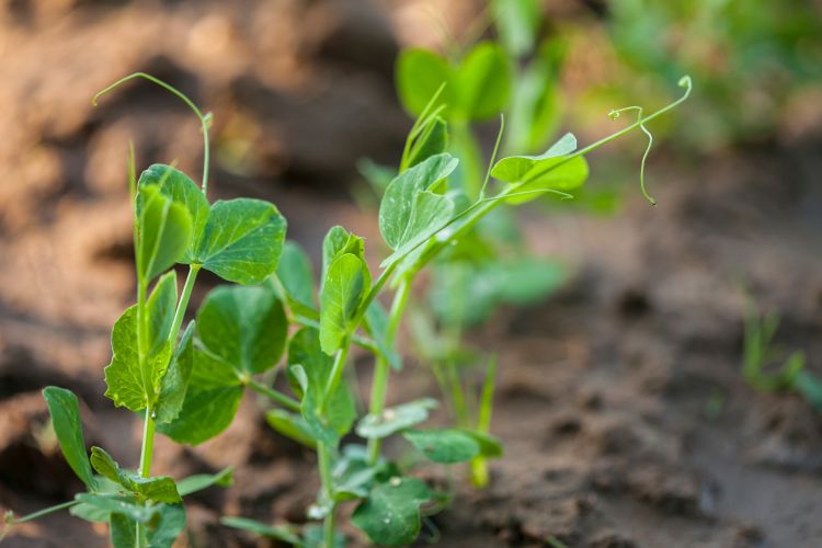 Takarmányborsó fejlődése tavasszal