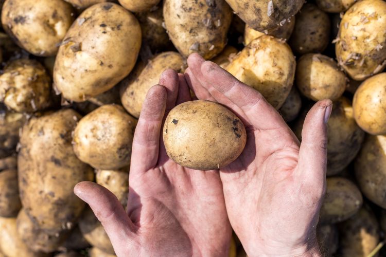 Burgonya tárolási minősége számít