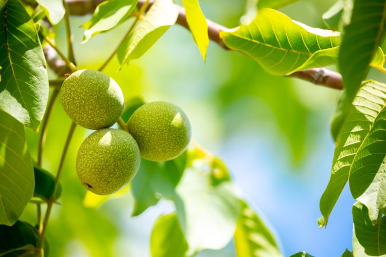 Diófa pusztulás veszélye.