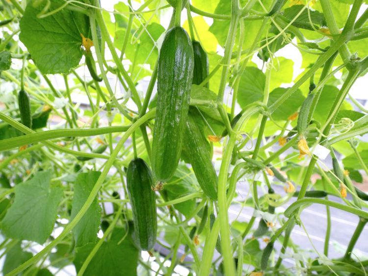 Február végén bezuhant a kígyóuborka ára Lengyelországban