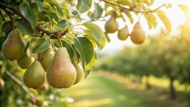 Körtetermés az ültetvényen nyárban