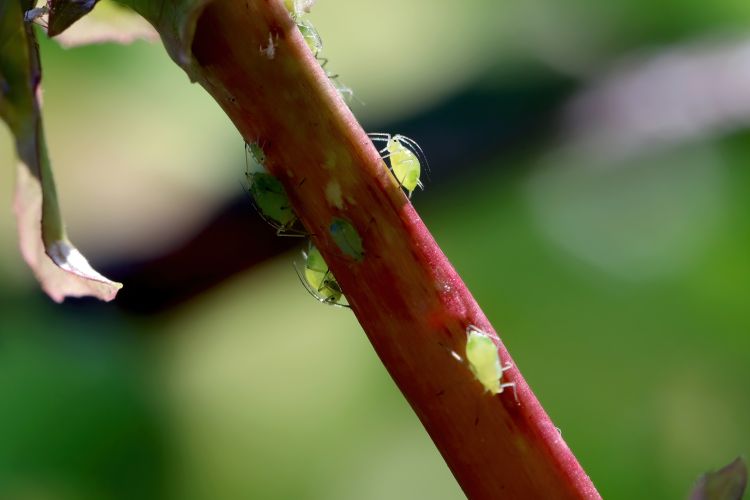 Levéltetű fertőzés zöldségkultúrában