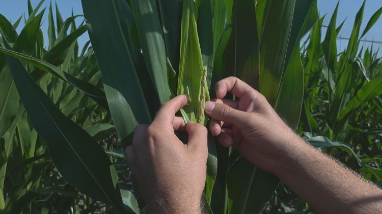 Ezért nehéz ma kukoricázni: vízhiány és aflatoxin-kockázat