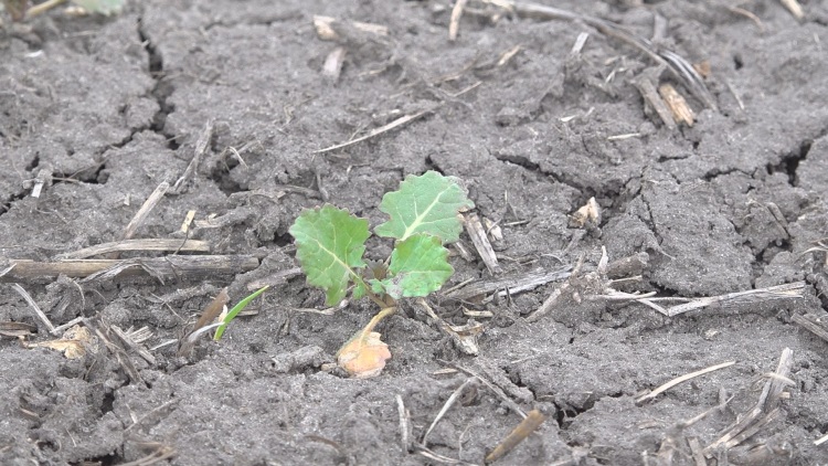 Óriási a vízhiány: kitárcsázzák a repcét a Dél-Alföldön!