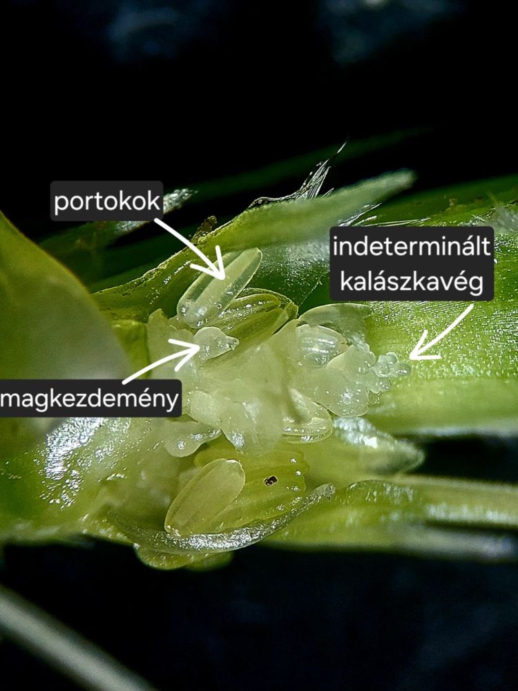 tritikálé kalász fenológiai vizsgálata