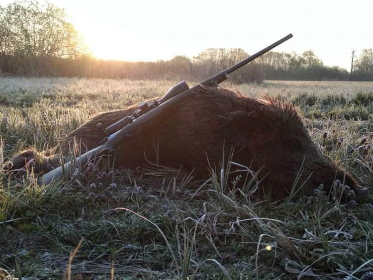 elejtett kis kan süldő