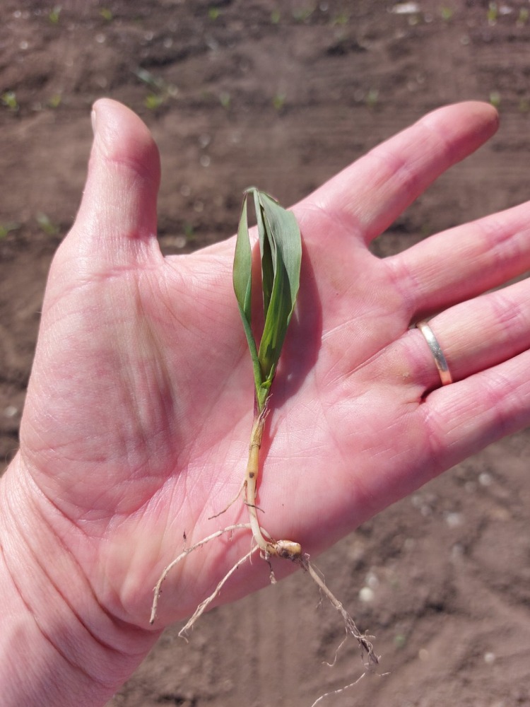 kukorica fenológia vizsgálat tavasszal 
