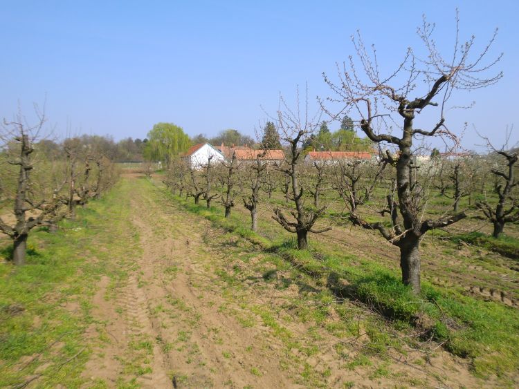 Gyümölcsfa koronájának megújítása