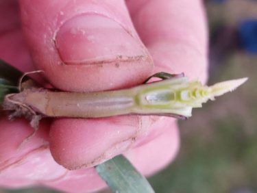 árpa fenológia március végén