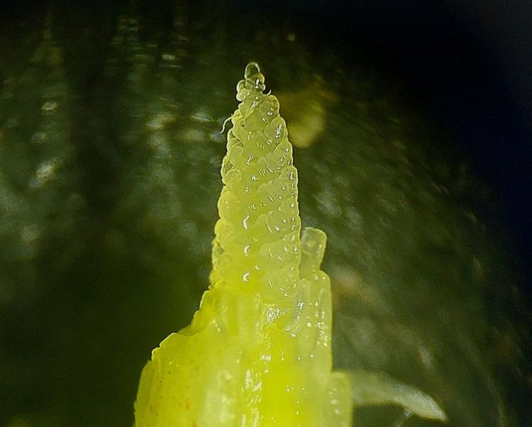 őszi búza fenológia március végén