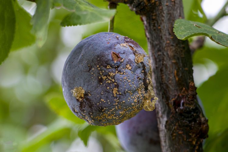 Moníliás termésrothadás