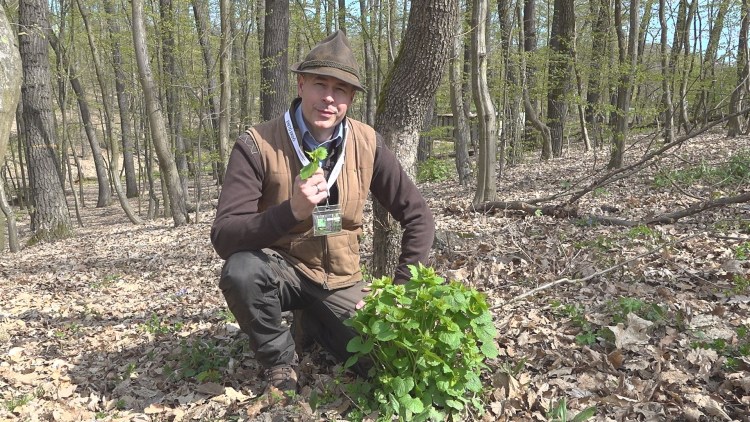 Bózsó Gyula, az Északerdő Zrt.  erdőmérnöke