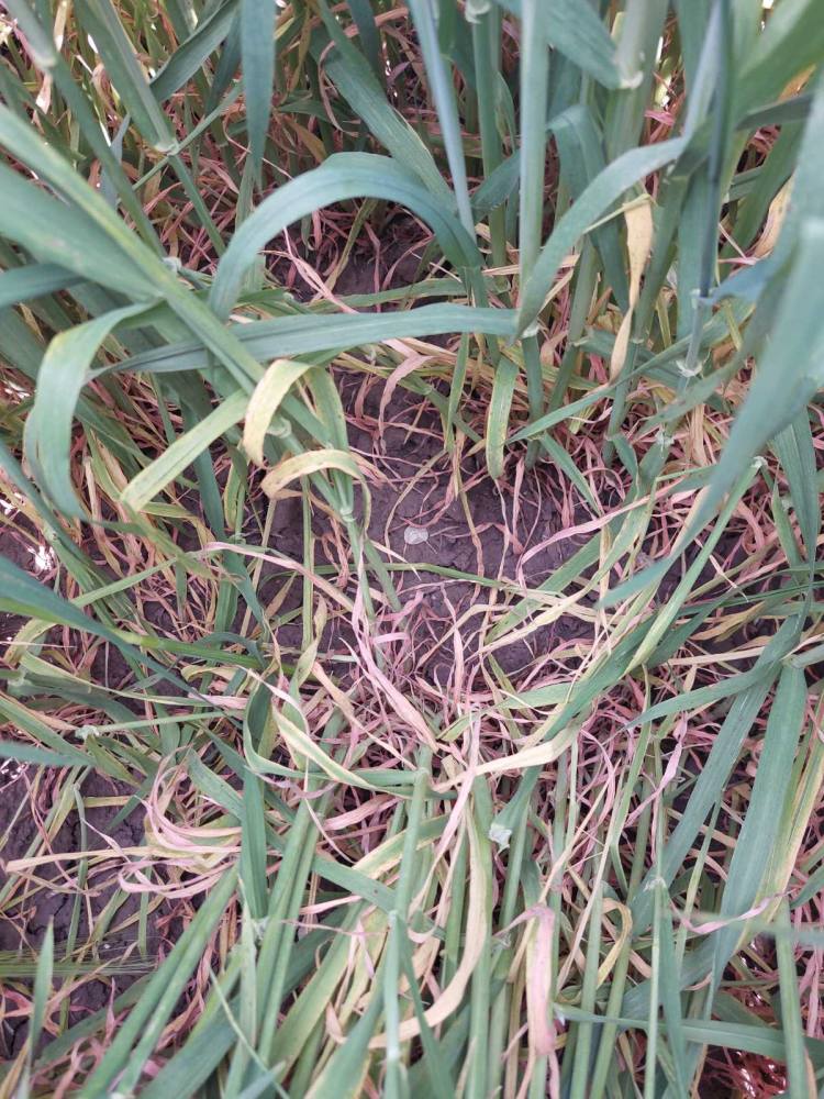 kalászos fenológia vizsgálat tavasszal