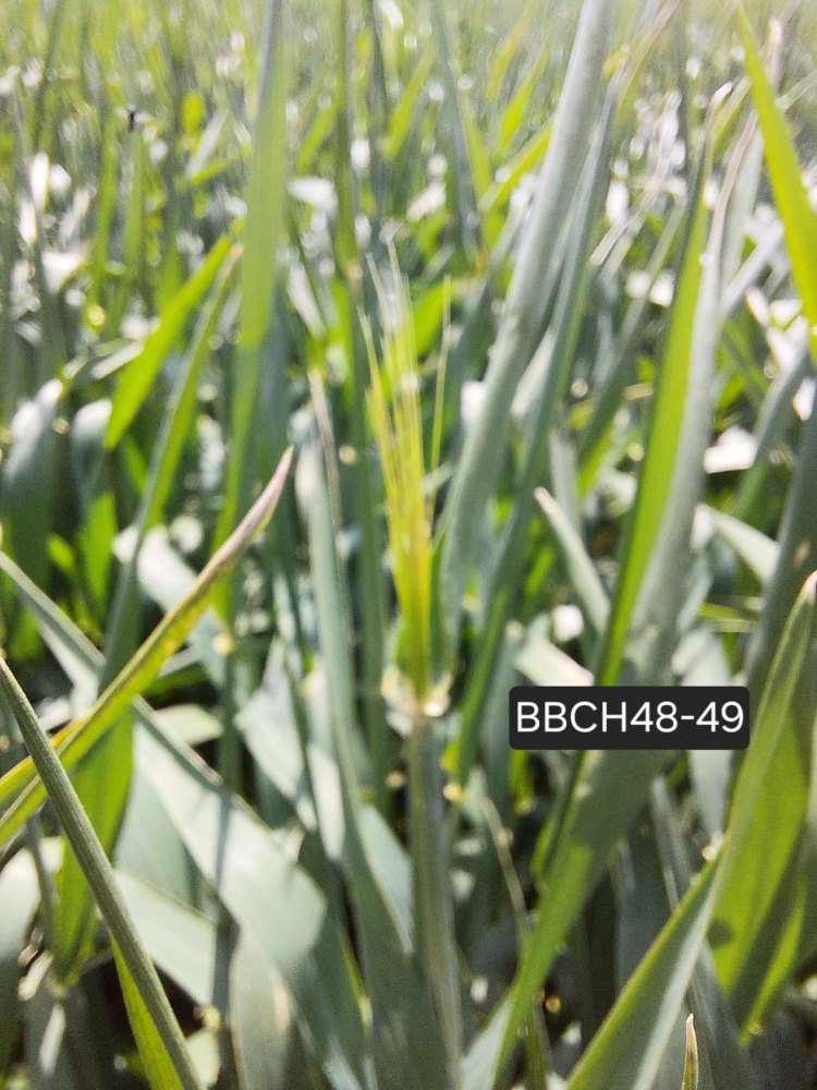 kalászos fenológia vizsgálat tavasszal