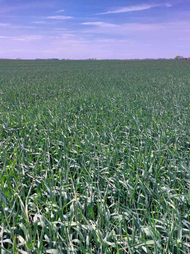 kalászos fenológia vizsgálat tavasszal