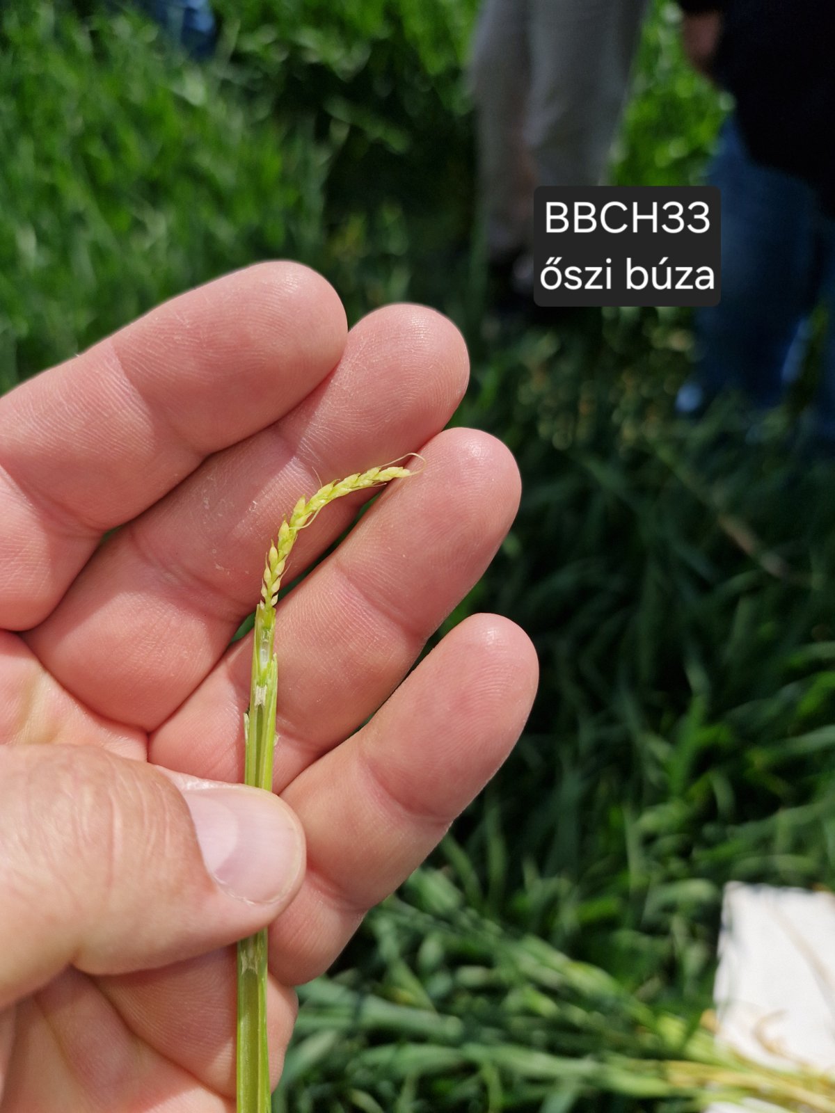 jól fejlődő őszi kalászos tavasszal