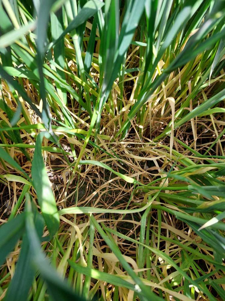 jól fejlődő őszi kalászos tavasszal