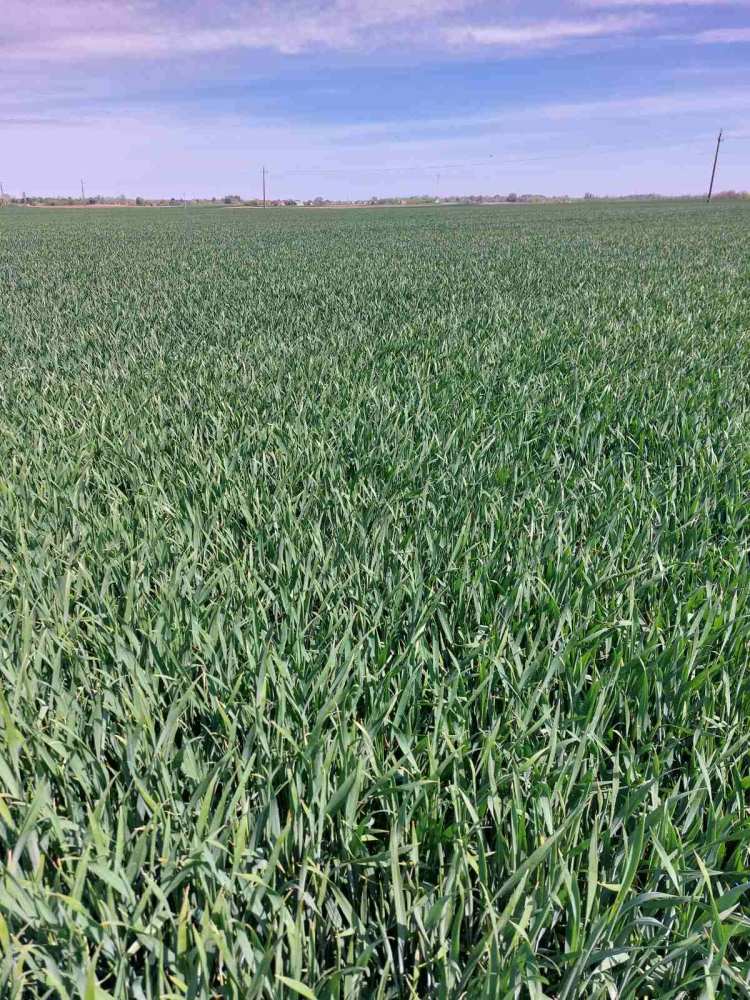 jól fejlődő őszi kalászos tavasszal