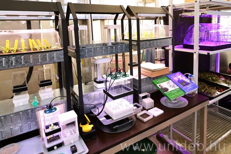 Űrnövény-kísérlet magyar magokkal