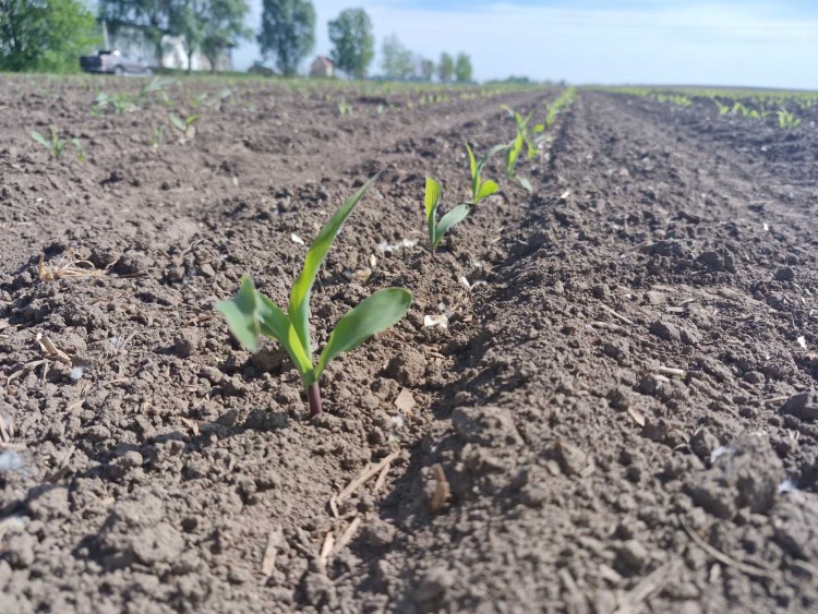 háromleveles kukorica szántóföld tavasz