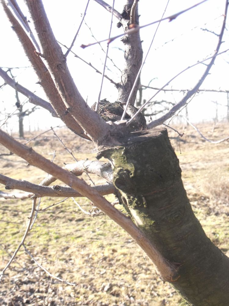 Ifjító metszés idős gyümölcsfán