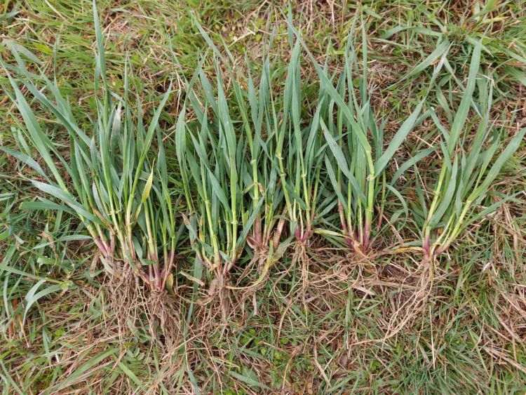 őszi árpa fenológia március végén