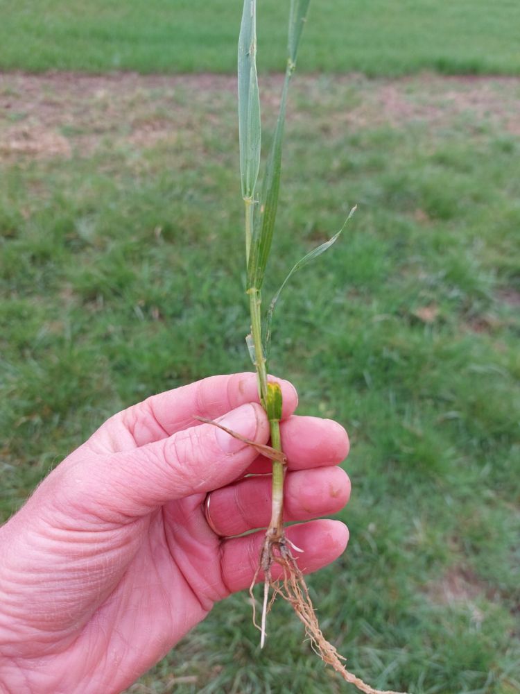 őszi búza fenológia március végén