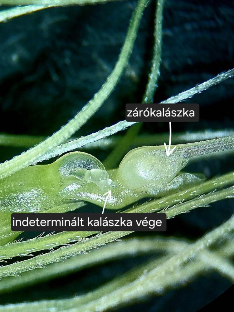 tritikálé kalász fenológiai vizsgálata