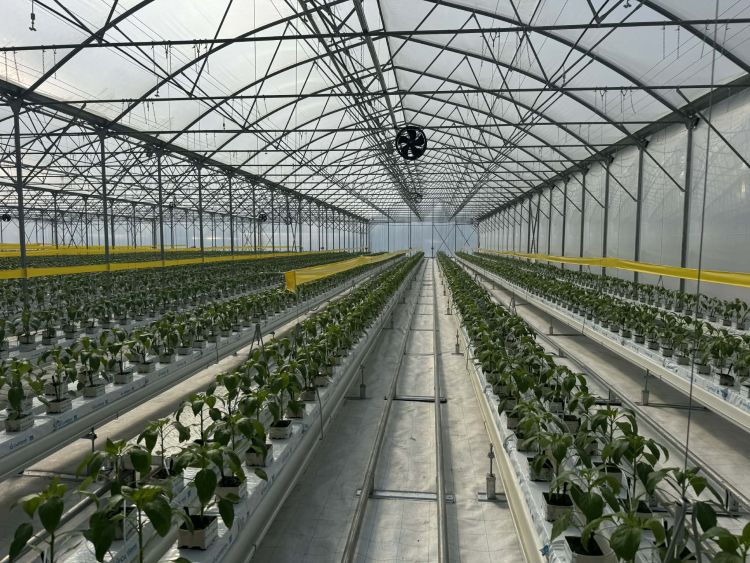 kertészeti üvegház paprika Szentes