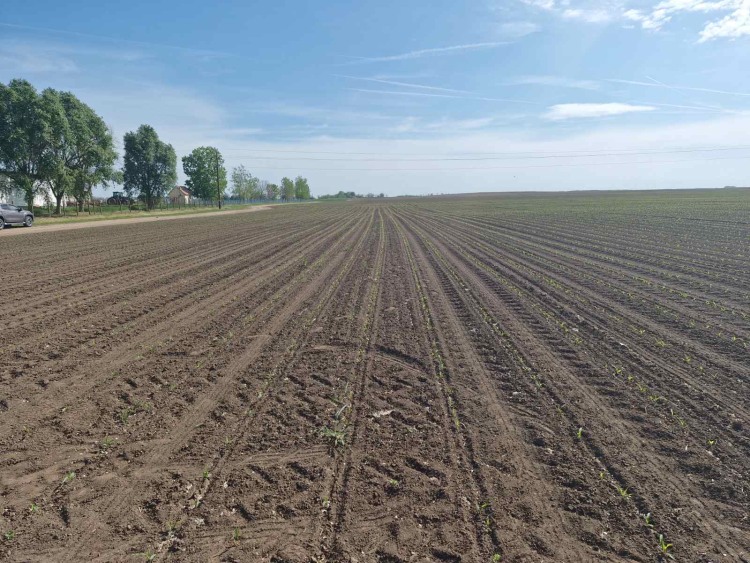 kukorica fenológia vizsgálat tavasszal 