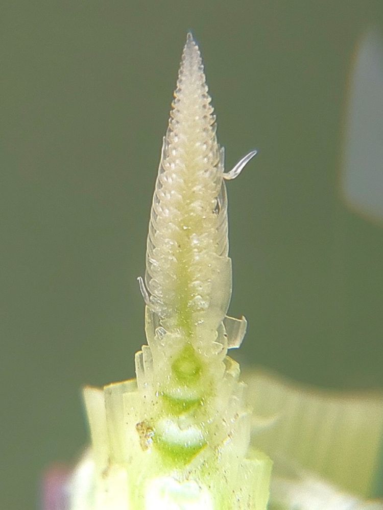 őszi árpa fenológia március végén