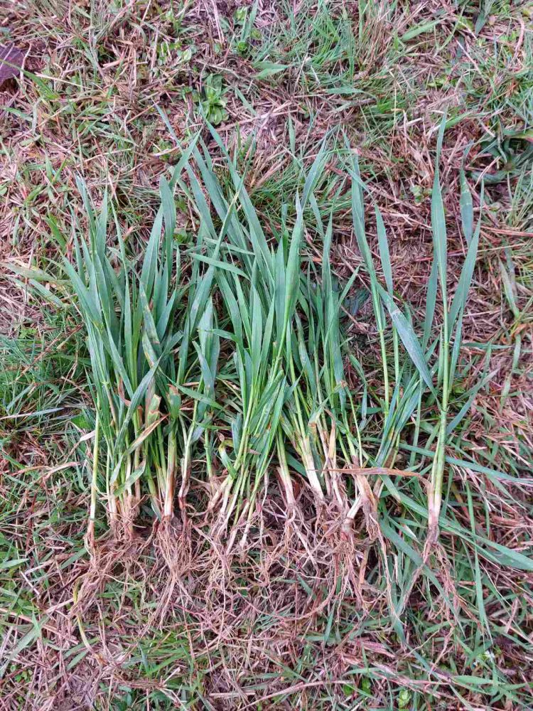 őszi búza fenológia március végén