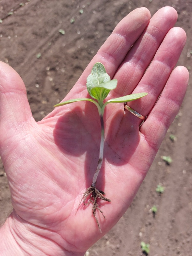Napraforgó fenológia vizsgálat tavasszal