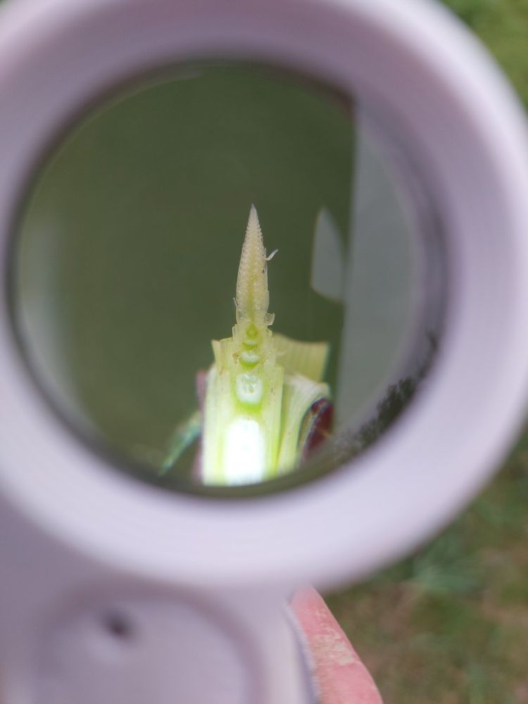 őszi árpa fenológia március végén