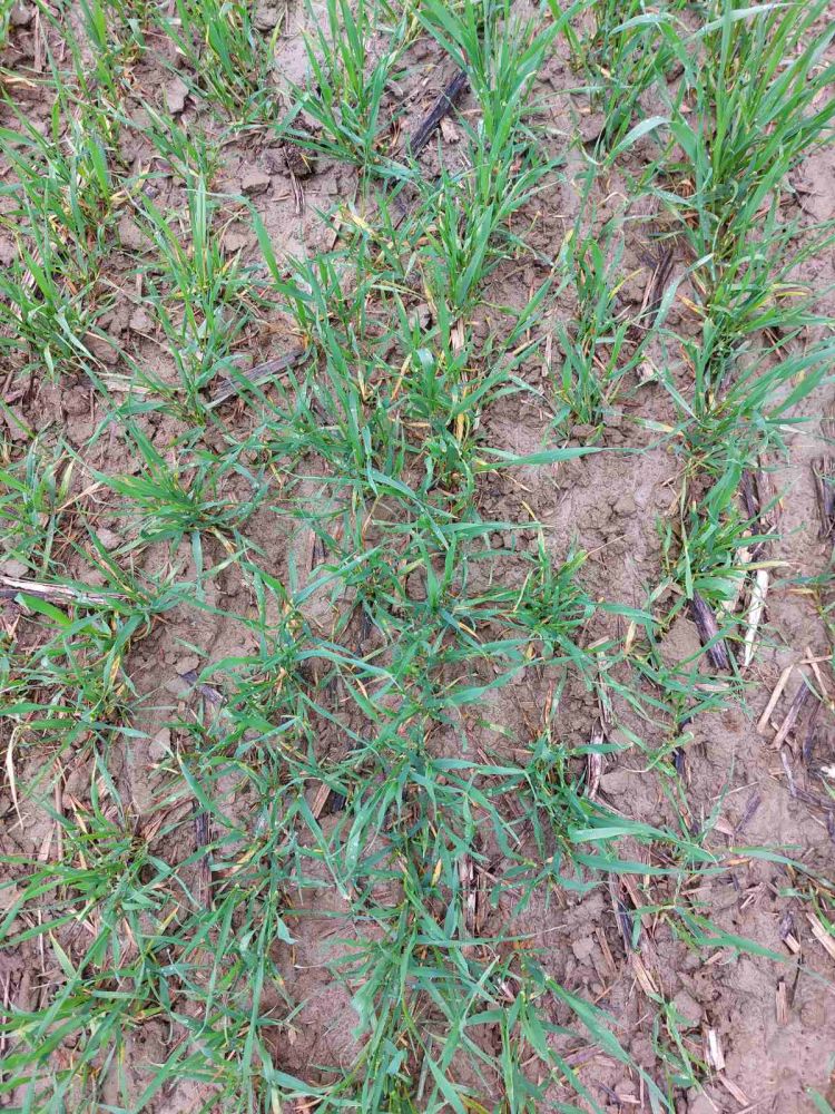 őszi búza fenológia március végén