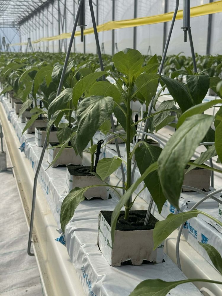 paprikapalánták ültetőközegben üvegházban