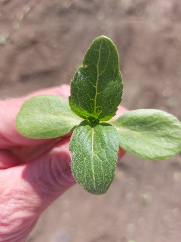 Napraforgó fenológia vizsgálat tavasszal