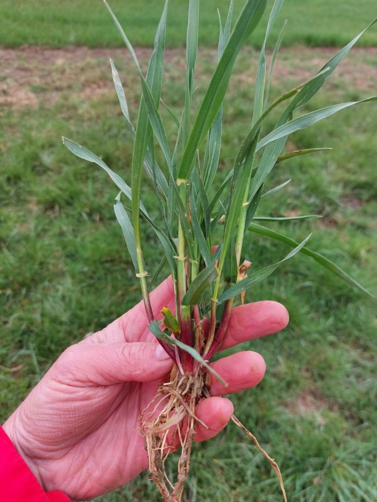 őszi árpa fenológia március végén