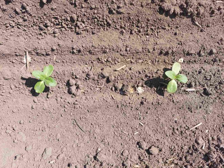 Napraforgó fenológia vizsgálat tavasszal