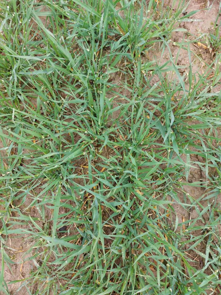 őszi árpa fenológia március végén