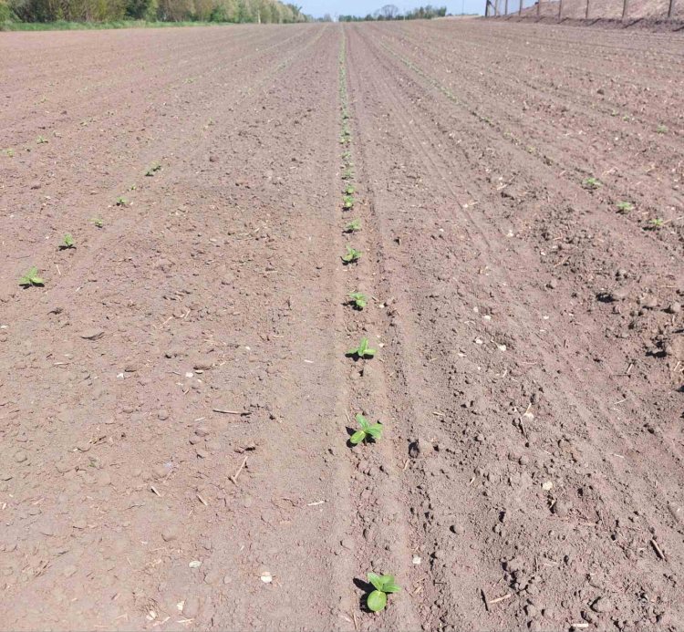 Napraforgó fenológia vizsgálat tavasszal