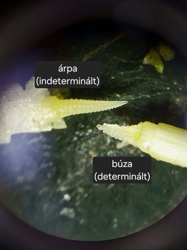 őszi árpa fenológia március végén