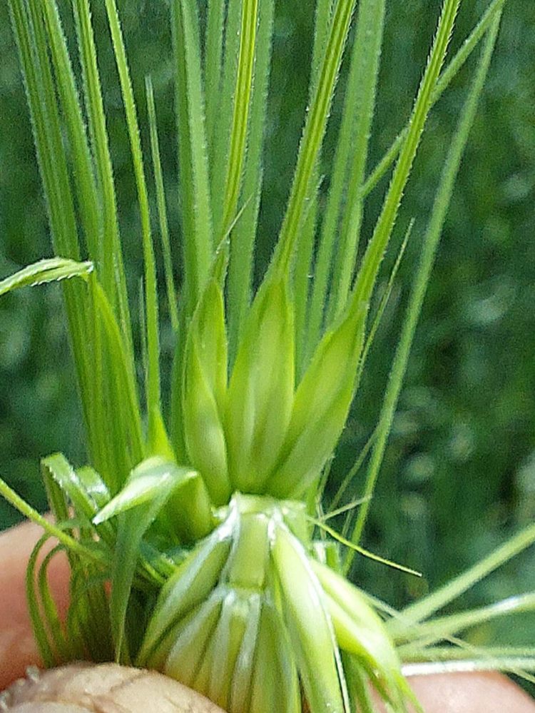 kalászos fenológia vizsgálat tavasszal