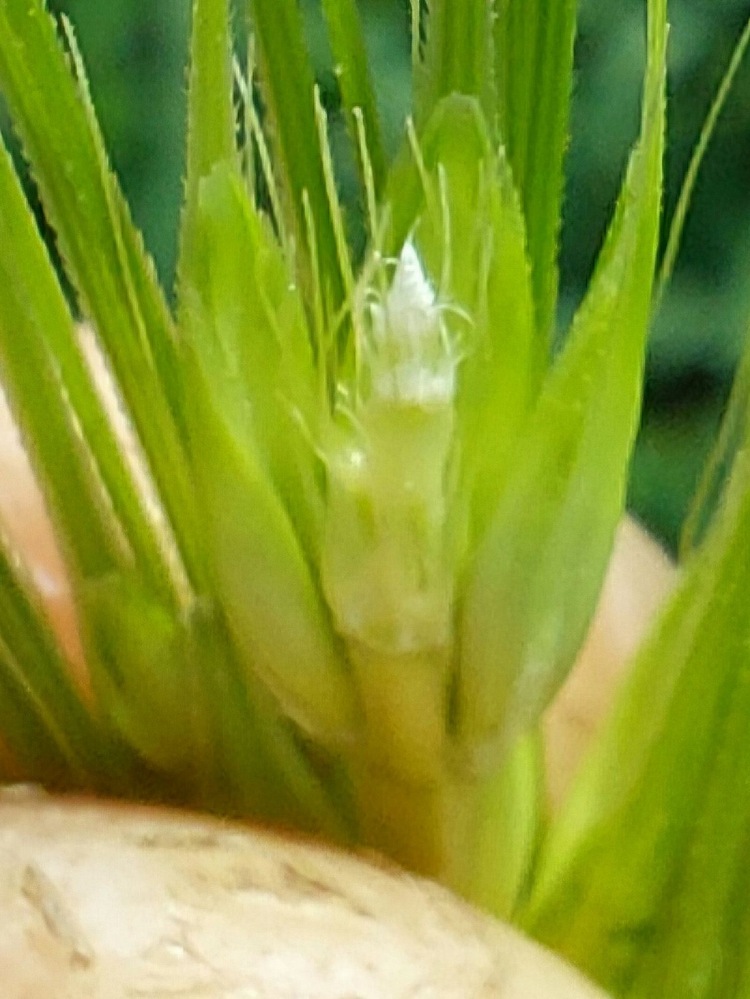 kalászos fenológia vizsgálat tavasszal