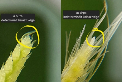 őszi búzs és őszi árpa fenológiai vizsgálata