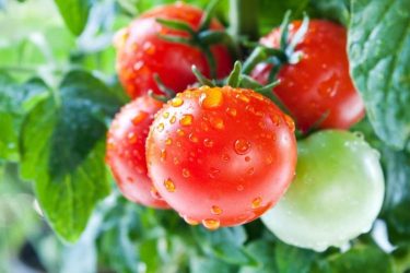 Paradicsom növényvédelem üvegházban